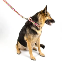 Country Brook Petz Martingale Collar And Leash - Paisley Collection 23 Country Brook Petz Martingale Collar And Leash - Paisley Collection -Pet Shop GUEST b9c2ca2e db27 40b6 8b35 36891da22db7 1