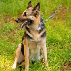 Country Brook Petz - Mermaid Scales Martingale Dog Collar -Pet Shop GUEST bb55d5c6 95fa 4e4f a154 9f540bab9eda