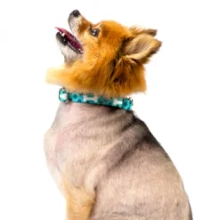 Country Brook Petz Oh My Dog Martingale Dog Collar -Pet Shop GUEST bbd92149 dcc4 460c aa24 7061b8f9967b