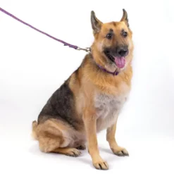 Country Brook Petz Purple Paisley Martingale Dog Collar -Pet Shop GUEST c0e3883e 676e 4d4c af29 b64072ec8a2f