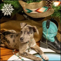 Country Brook Petz Deluxe Dog Collar - Chevron And Arrows Collection - Made In The U.S.A. 14 Country Brook Petz Deluxe Dog Collar - Chevron And Arrows Collection - Made In The U.S.A. -Pet Shop GUEST c24b6d91 4c41 4c90 9f27 77ea64e319f6