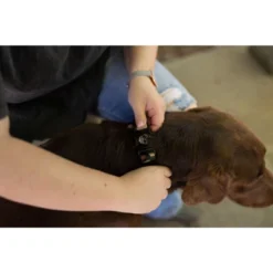 Country Brook Petz Premium Woodland Camo HD Dog Collar -Pet Shop GUEST c496f23e 6931 4ddb abac 6c523f2dfd6d