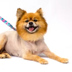 Country Brook Petz Albuquerque Martingale Dog Collar And Leash 13 Country Brook Petz Albuquerque Martingale Dog Collar And Leash -Pet Shop GUEST c4e95351 5c31 46d0 98c3 8b77a3deab56