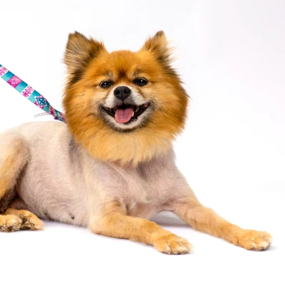 Country Brook Petz Albuquerque Martingale Dog Collar And Leash 5 Country Brook Petz Albuquerque Martingale Dog Collar And Leash - Image 3