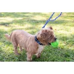 Country Brook Petz Deluxe Duty Honor Country Dog Collar - Made In The U.S.A. (5/8 Inch, Small) 9 Country Brook Petz Deluxe Duty Honor Country Dog Collar - Made In The U.S.A. (5/8 Inch, Small) -Pet Shop GUEST c520515d 4255 43af 96dd 3a22bff00d26