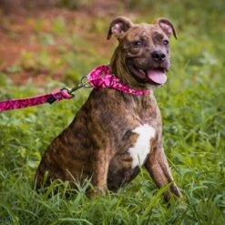 Country Brook Petz Pink Bone Camo Martingale Dog Collar And Leash -Pet Shop GUEST c9b47730 e733 4f8d b473 e259ee923f3e