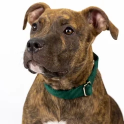 Country Brook Design Martingale Heavyduty Nylon Dog Collar 19 Country Brook Design Martingale Heavyduty Nylon Dog Collar -Pet Shop GUEST ccc7650c 3741 49cf 8f9c 9f5832383113