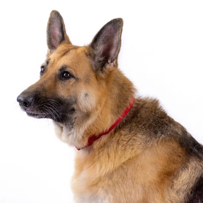 Country Brook Petz Premium Nylon Dog Collar 10 Country Brook Petz Premium Nylon Dog Collar - Image 8