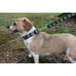 Country Brook Petz Deluxe Black Candy Cane Dog Collar And Leash