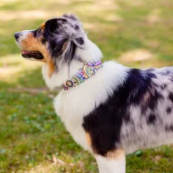 Country Brook Petz 1 1/2 Inch Yellow Boho Mandala Martingale Dog Collar