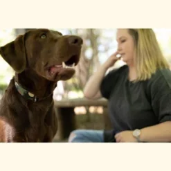 Country Brook Petz Premium Woodland Camo HD Dog Collar -Pet Shop GUEST ce727dc7 702e 44e6 a604 b2279c0a1298