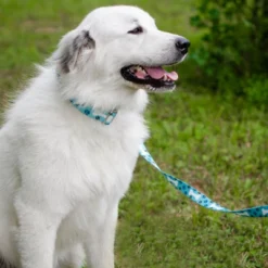 Country Brook Petz HossFit Jr Wide Premium Dog Collar - Dog's Life Collection (Oh My Dog, Extra Large)