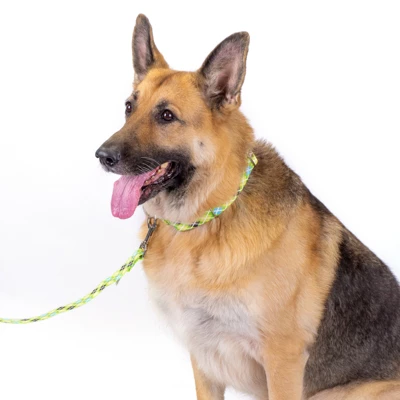 Country Brook Petz Premium Margarita Argyle Dog Collar 4 Country Brook Petz Premium Margarita Argyle Dog Collar - Image 2