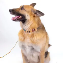 Country Brook Petz Premium Native Arizona Dog Collar And Leash