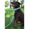 Country Brook Petz Kelly Green Hawaiian Martingale Dog Collar -Pet Shop GUEST ded06040 36de 45c8 9cf8 b228e11e63b3
