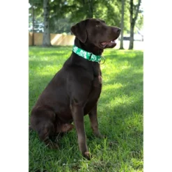 Country Brook Petz Kelly Green Hawaiian Martingale Dog Collar -Pet Shop GUEST e1f4925c e640 4270 9ecf 3093db7f004b