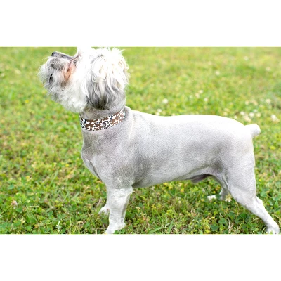 Country Brook Petz Premium Cow Print Dog Collar 4 Country Brook Petz Premium Cow Print Dog Collar - Image 2