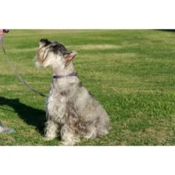 Country Brook Petz 1 1/2 Inch Purple Paisley Martingale Dog Collar