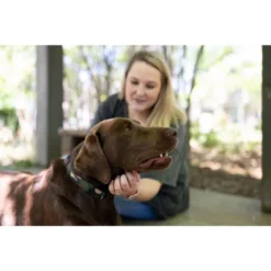 Country Brook Petz Premium Woodland Camo HD Dog Collar -Pet Shop GUEST e61d3022 777b 4123 96f0 bcda981147dc