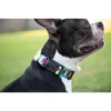 Country Brook Petz Deluxe Rainbow Hearts Dog Collar - Made In The U.S.A. 1 Country Brook Petz Deluxe Rainbow Hearts Dog Collar - Made In The U.S.A. -Pet Shop GUEST e8f2c3f2 db17 4769 90fe b0115339d2ea
