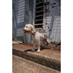 Country Brook Petz Deluxe Dog Collar - Sports And Athletics Collection - Made In The U.S.A.