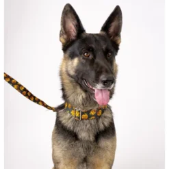 Country Brook Petz Happy Jack Martingale Dog Collar -Pet Shop GUEST ee51c368 2c5c 46a0 87ae 375d41195c62 1