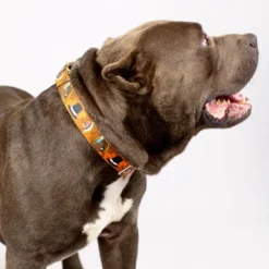 Country Brook Petz Thanksgiving Tradition Martingale Dog Collar -Pet Shop GUEST f018c51d f924 48a7 8871 a1bda3d6ad7c