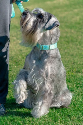 Country Brook Design® 1 Inch Green Paisley Leash - 6 Feet 4 Country Brook Design® 1 Inch Green Paisley Leash - 6 Feet - Image 2