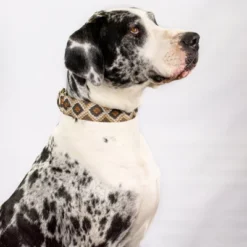 Country Brook Petz - Rattlesnake Martingale Dog Collar -Pet Shop GUEST f2808c4c 6497 40f2 ab6b 36c462d98315