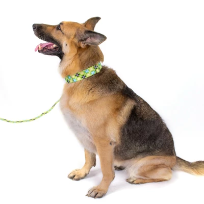 Country Brook Petz Premium Margarita Argyle Dog Collar 3 Country Brook Petz Premium Margarita Argyle Dog Collar