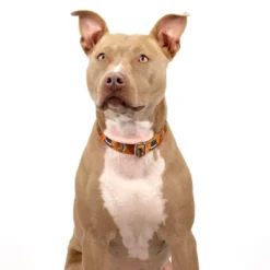 Country Brook Petz Thanksgiving Tradition Martingale Dog Collar -Pet Shop GUEST f324164a a003 435b 828a 934e96e3d0a2