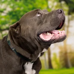 Country Brook Petz Woodland Camo Martingale Dog Collar -Pet Shop GUEST f38e6410 ea2e 41e9 ac87 b937a4f56383