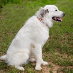 Country Brook Petz 1 1/2 Inch Premium May Flowers Dog Collar