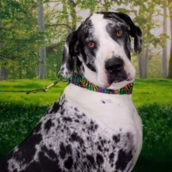 Country Brook Petz 1 1/2 Inch Tie Dye Stripes Martingale Dog Collar 16 Country Brook Petz 1 1/2 Inch Tie Dye Stripes Martingale Dog Collar -Pet Shop GUEST f632a41b 5088 414f b059 822fcf8bc973