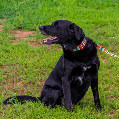 Country Brook Petz Summer Pines Martingale Dog Collar 6 Country Brook Petz Summer Pines Martingale Dog Collar - Image 4