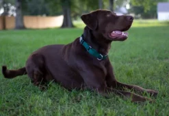 Country Brook Petz Durable Nylon Martingale With Deluxe Buckle - Made In The USA -Pet Shop GUEST f9fa774f bac4 4b83 81a9 508302d9af19