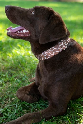 Country Brook Petz Giraffe Martingale Dog Collar 3 Country Brook Petz Giraffe Martingale Dog Collar