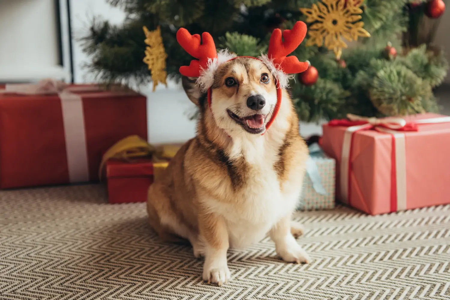 Front Page -Pet Shop best christmas gifts for dogs
