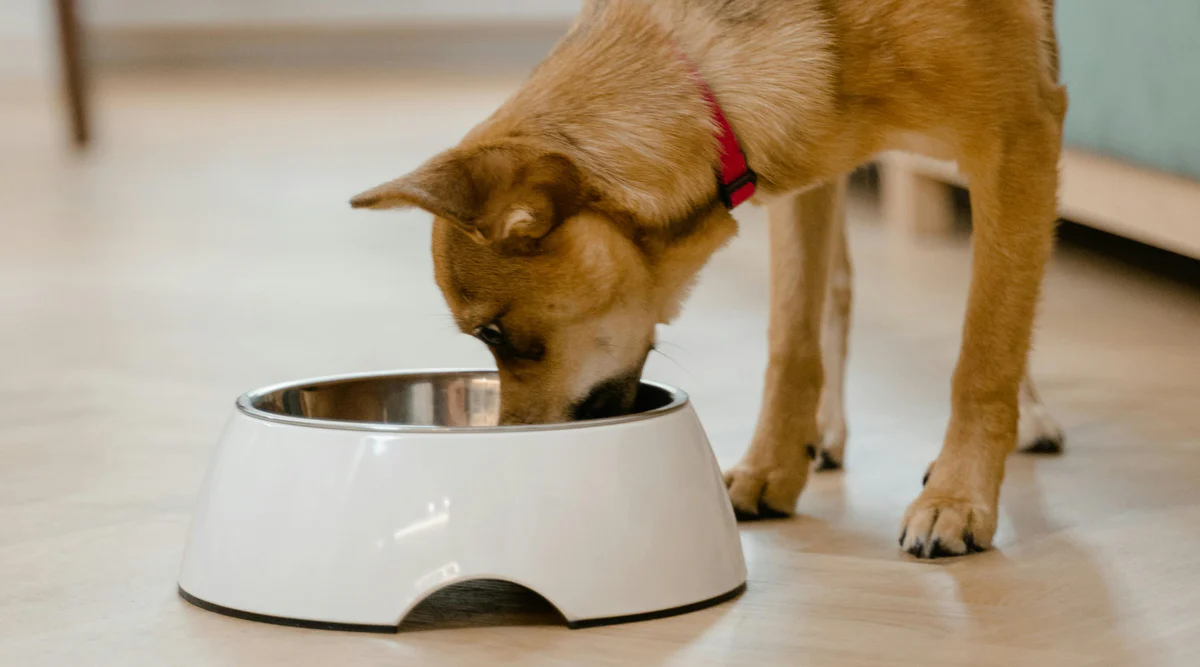 Front Page -Pet Shop