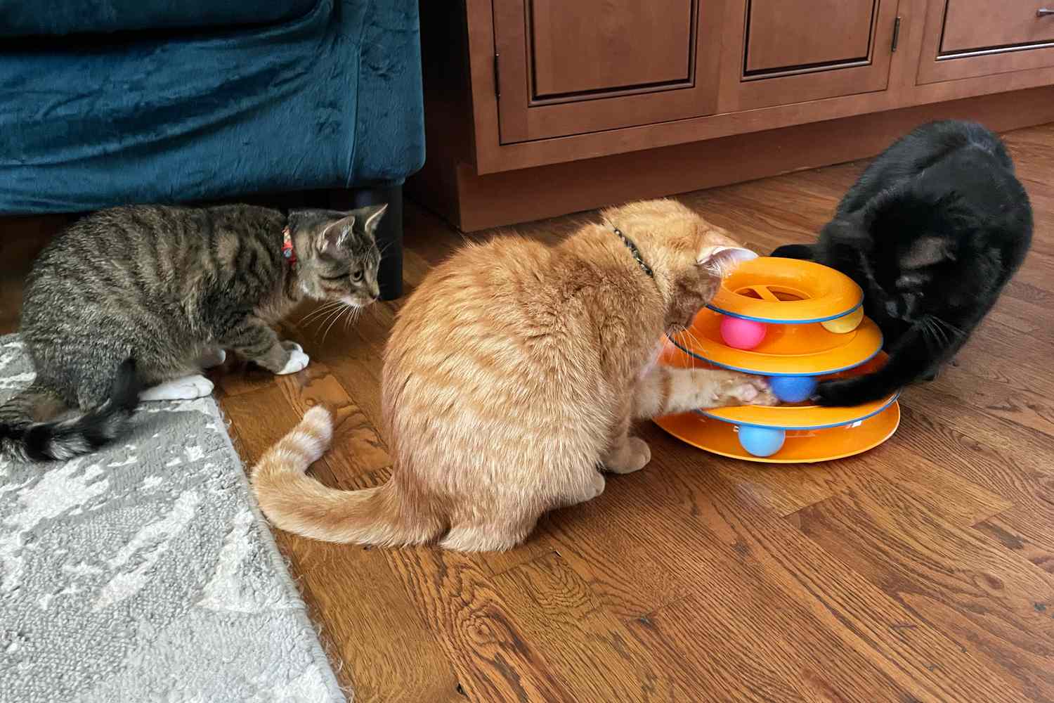 Front Page -Pet Shop peo cat toys test catstages tower tracks 3 count cassidy walter 13 crop c8aab610212741debd58a64884fcba36